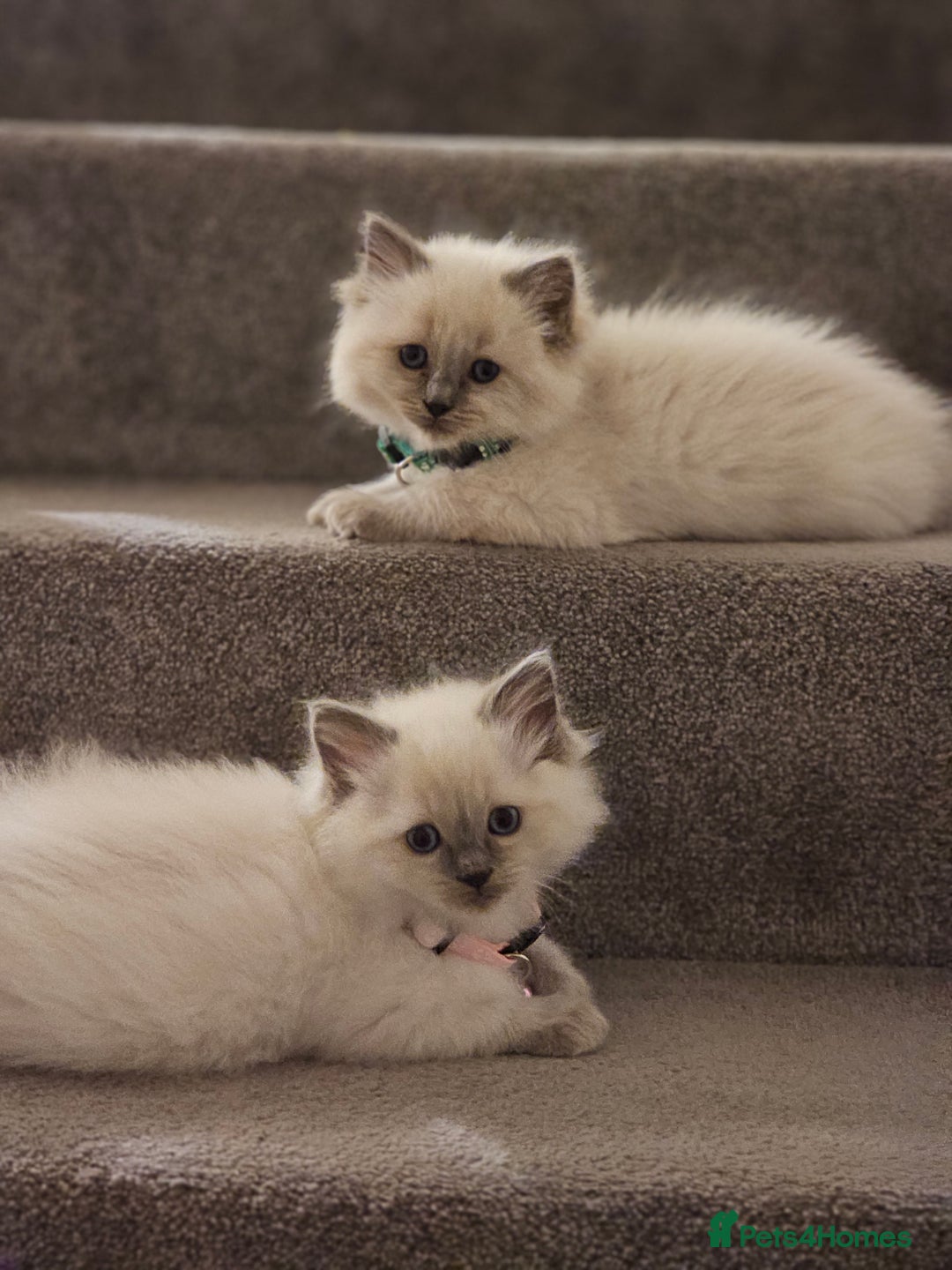 Ragdoll cats for sale: Ragdoll kittens 100% pure - Advert 7