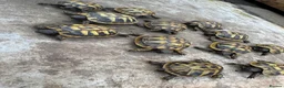 Hermann Tortoise reptiles for sale: Only 1 left! Hermanns tortoise hatchlings  - Advert 5
