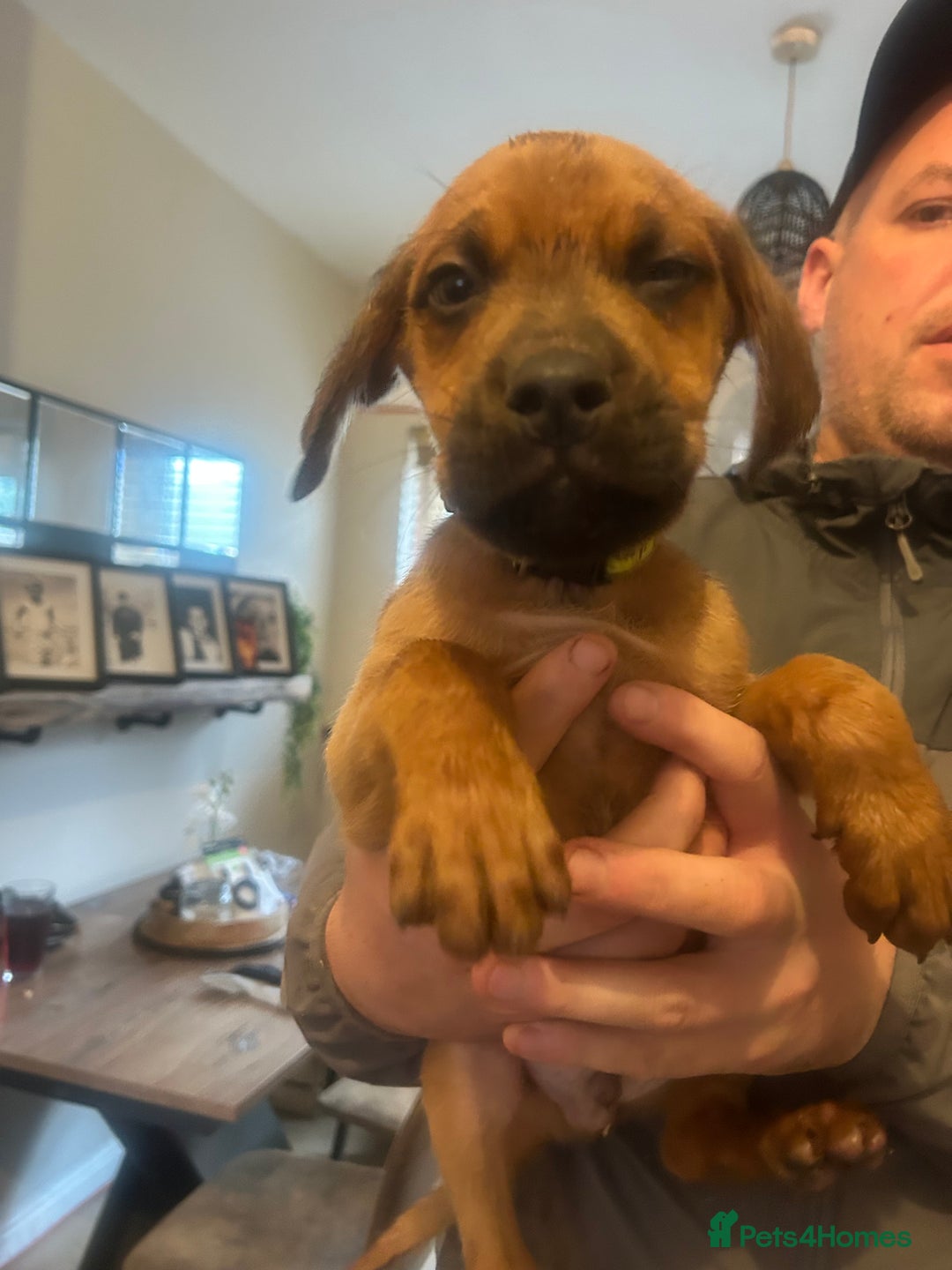 Mixed Breed dogs for sale: Cane corso x doberman - Image 2