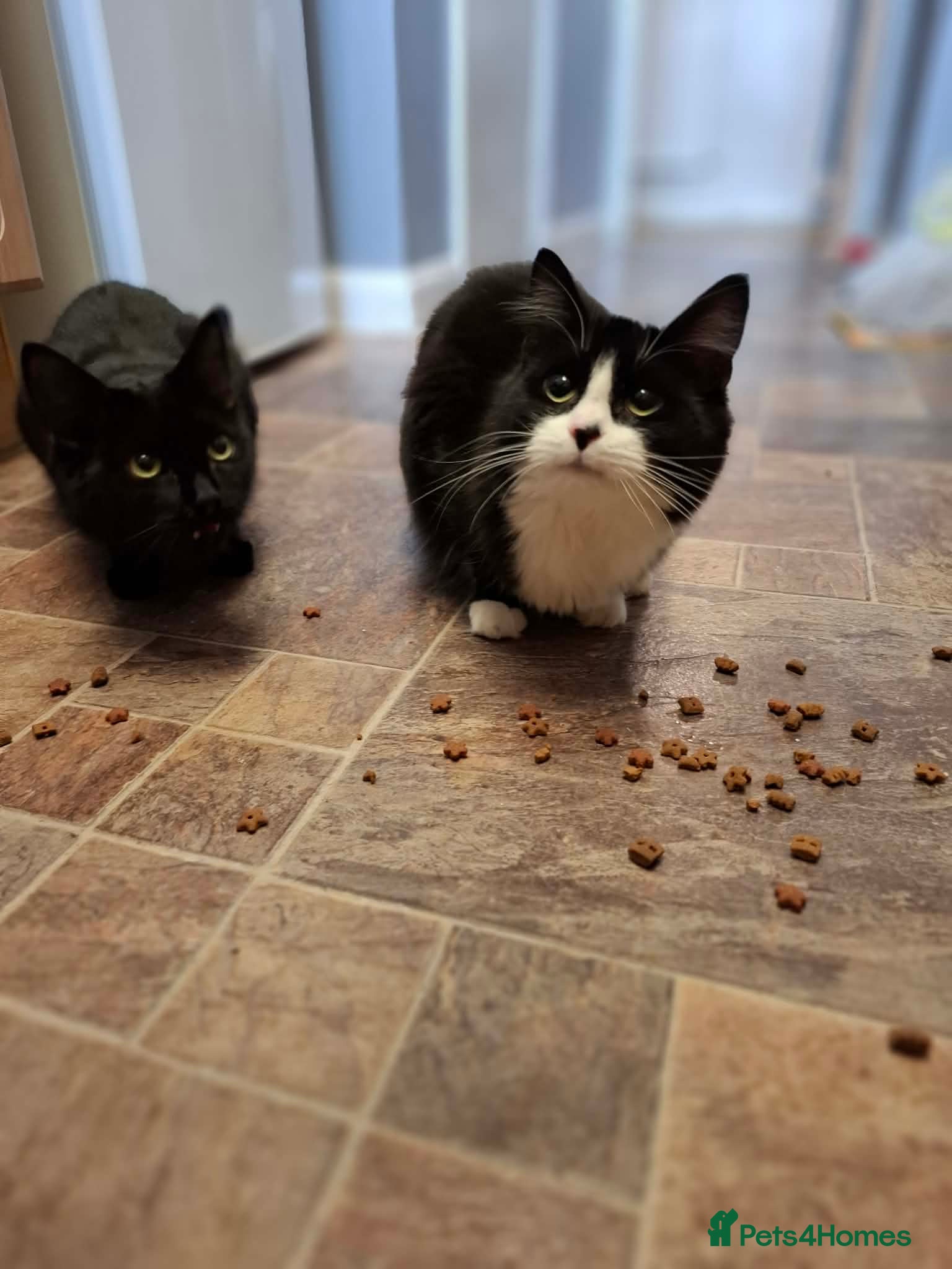 Mixed Breed cats Two female sisters in need of a loving home 🏡  - Advert 7