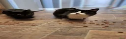 Mixed Breed cats for sale: Two female sisters in need of a loving home 🏡  - Advert 1