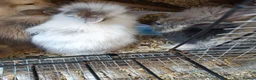 Mixed Breed rabbits for sale: Baby rabbits  - Advert 6