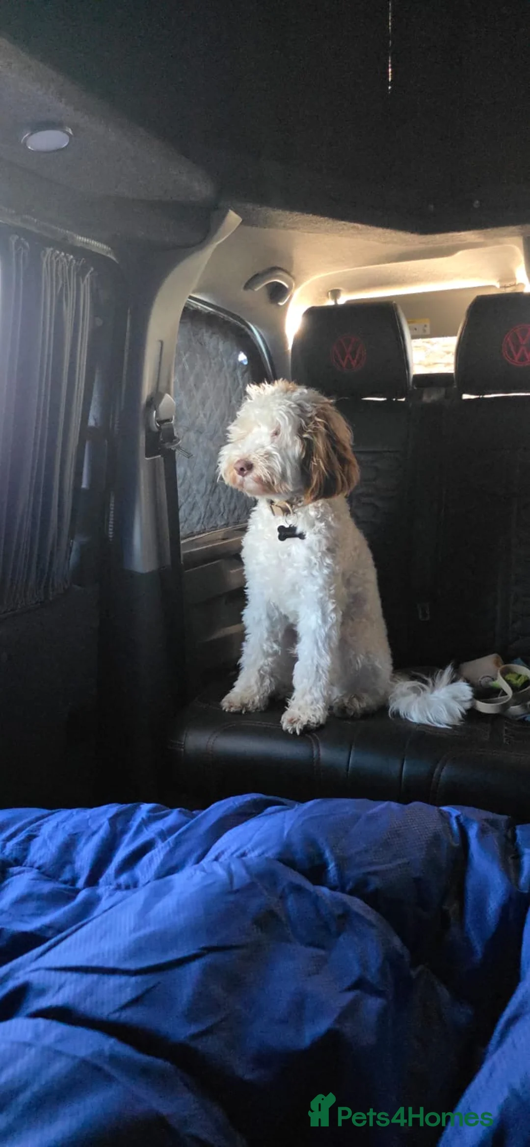 Cavapoo dogs for sale: 17 month old Cavapoo in Warrington - Advert 2