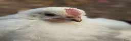Chickens poultry for sale: Young Friendly Bresse Cockrel (Popcorn) - Advert 7