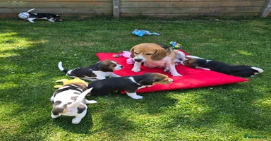 Beagle dogs in New Malden - Advert 10