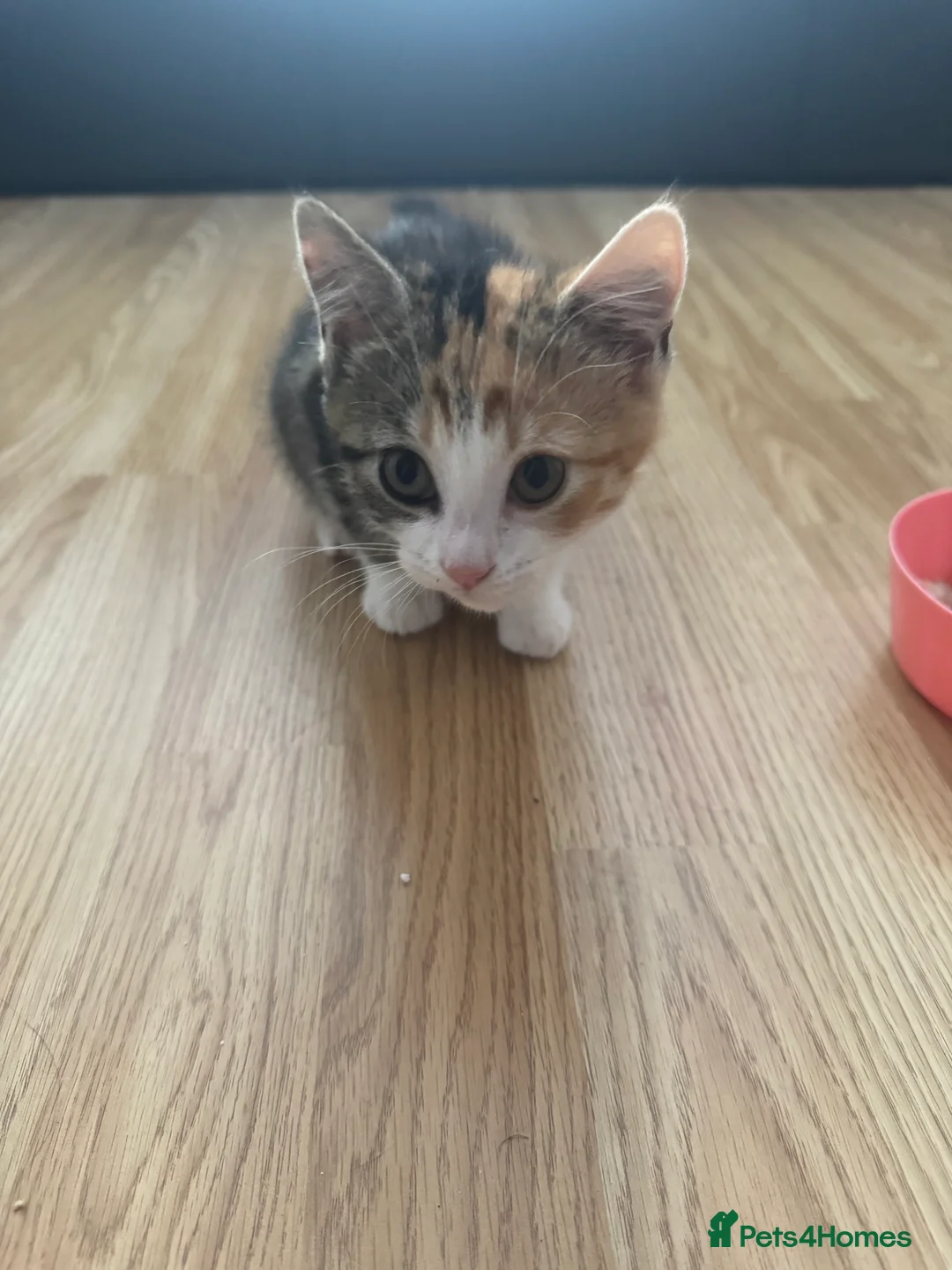 Mixed Breed cats for sale: Stripped British Shorthair & longhair kittens - Advert 17