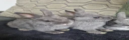Netherland Dwarf rabbits for sale: Netherland dwarf rabbits for sale - Advert 4
