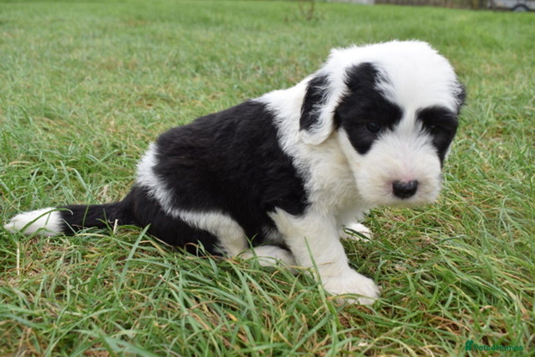 Old English Sheepdog dogs for sale: Stunning Old English Sheepdog Puppies KC Reg - Image 10