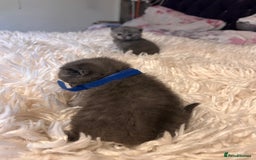 British Shorthair cats for sale: Pedigree British shorthair kittens - Image 18