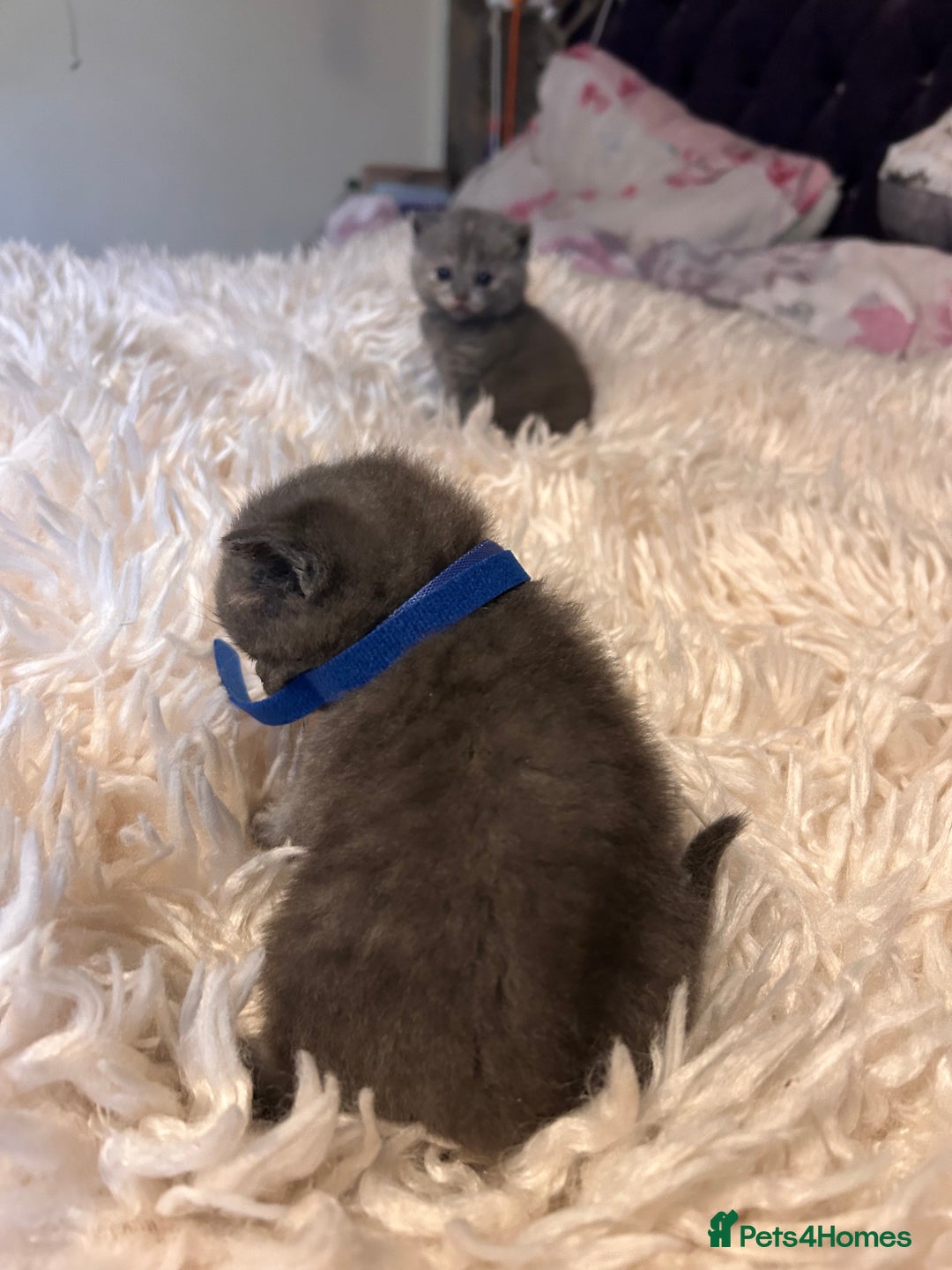 British Shorthair cats for sale: Pedigree British shorthair kittens - Image 18