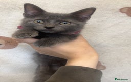 British Shorthair cats for sale: 1 kitten for sale  - Image 2