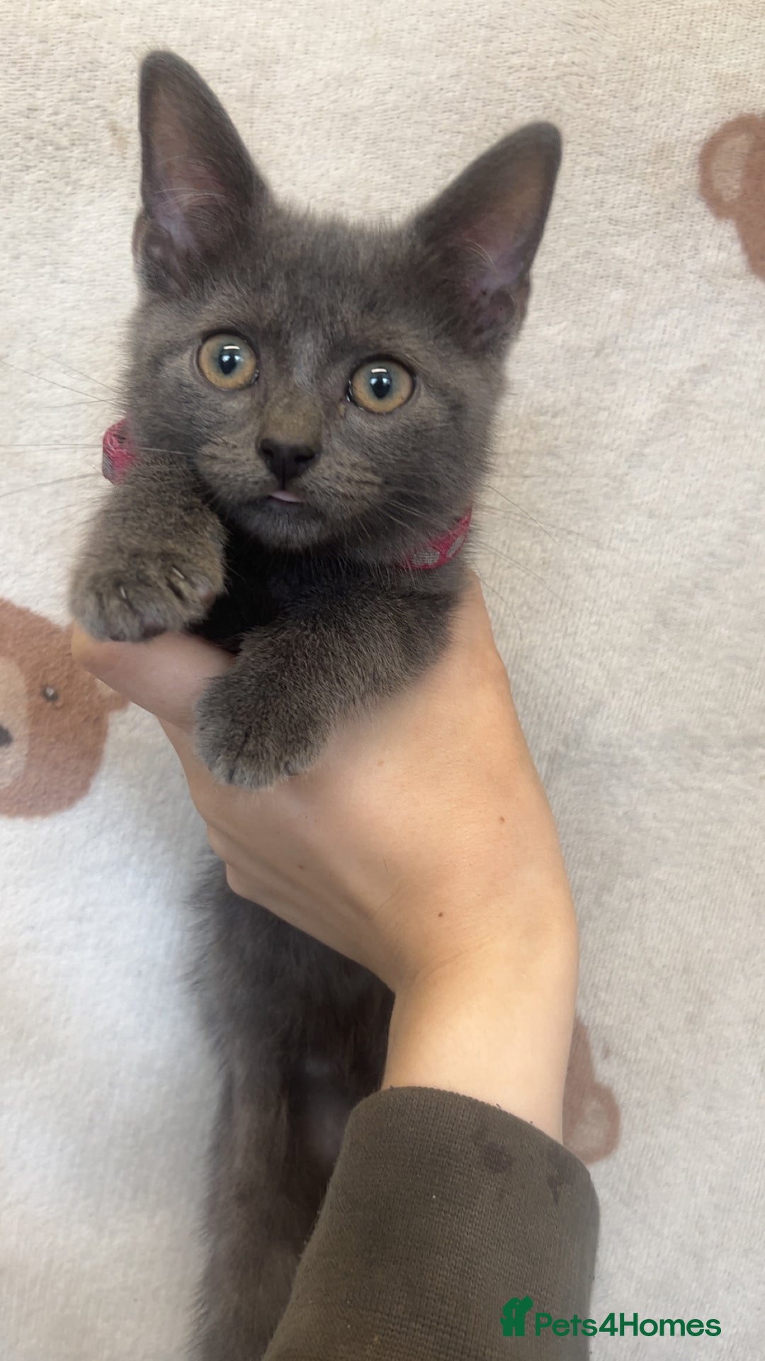 British Shorthair cats for sale: 1 kitten for sale  - Image 2