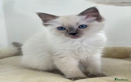 Ragdoll cats for sale: Luxury Champion Line Ragdoll Pedigree Kittens - Image 7