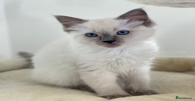 Ragdoll cats - Advert 5