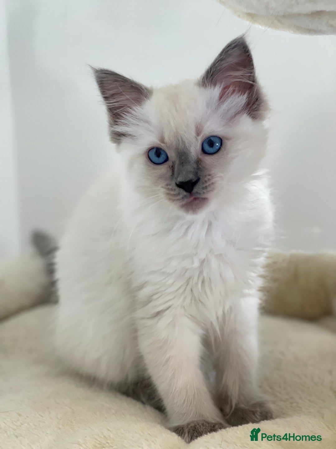 Ragdoll cats for sale: Luxury Champion Line Ragdoll Pedigree Kittens - Image 7
