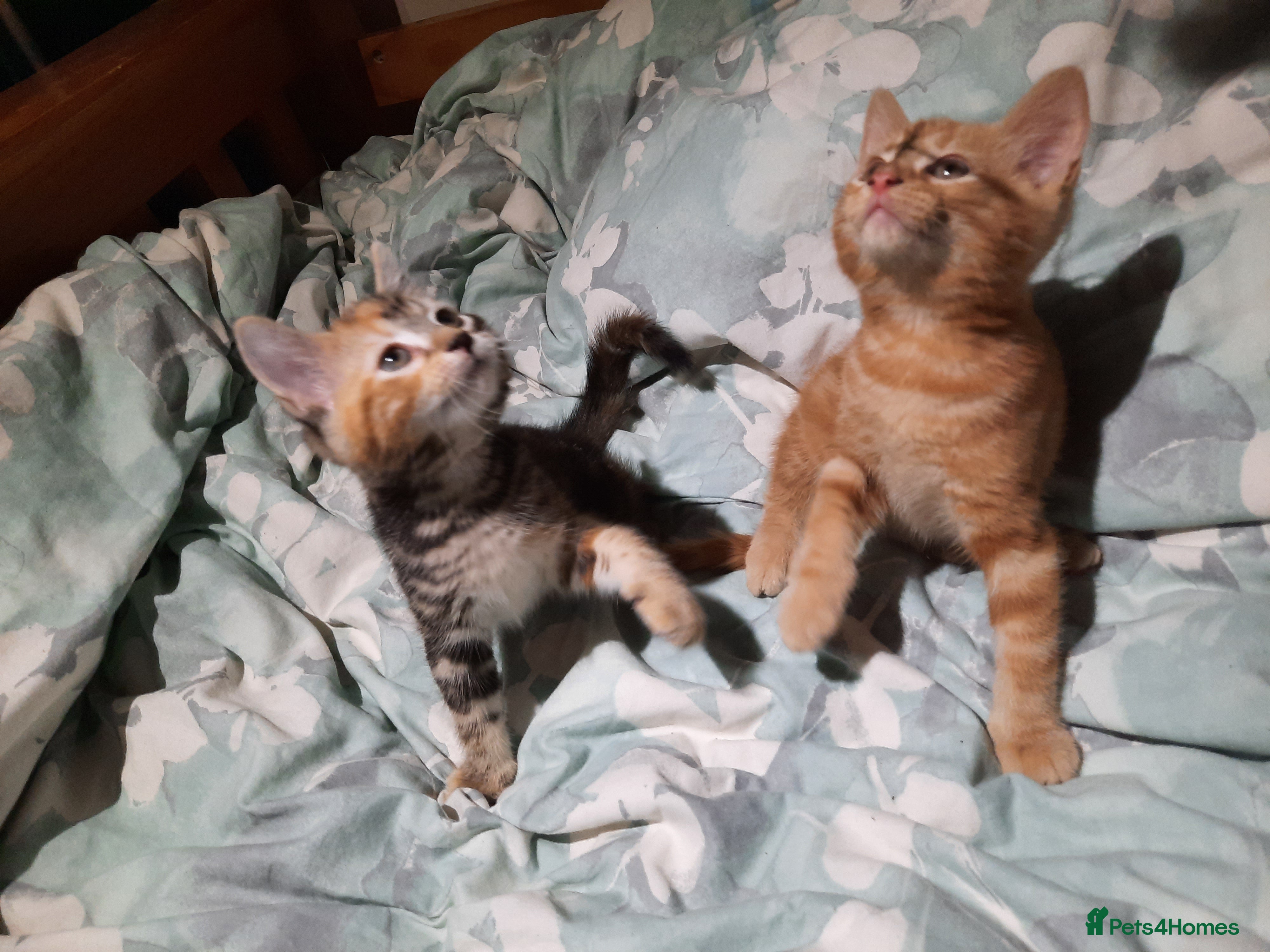 Mixed Breed cats Domestic playful kittens - Advert 15
