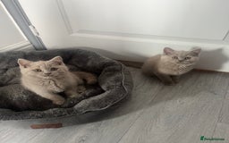 British Shorthair cats for sale: Beautiful British Shorthair 2 Girls left   - Image 8