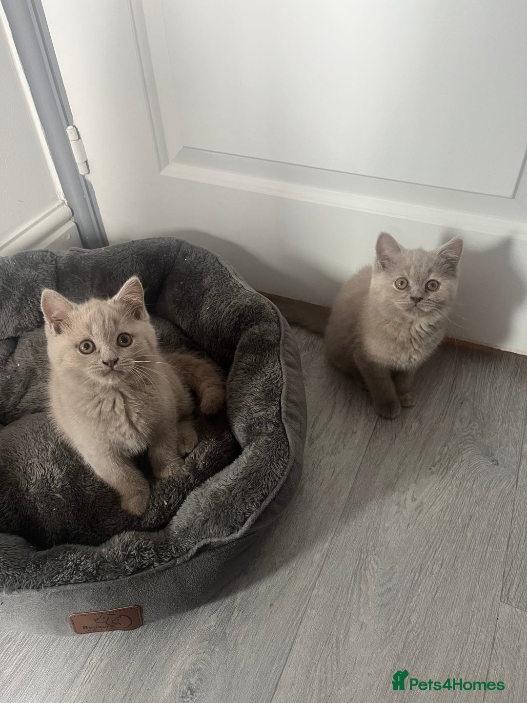 British Shorthair cats for sale: Beautiful British Shorthair 2 Girls left   - Image 8
