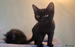 Mixed Breed cats for sale: 2 beautiful kittens for sale in Southampton - Image 4