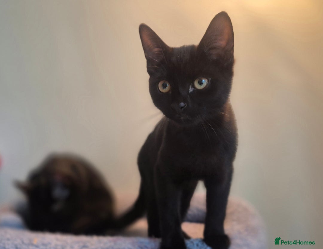 Mixed Breed cats for sale: 2 beautiful kittens for sale in Southampton - Image 4