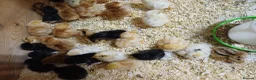 Chickens poultry for sale: Chicks for Sale Unsexed mixed breed in Crewe - Advert 2