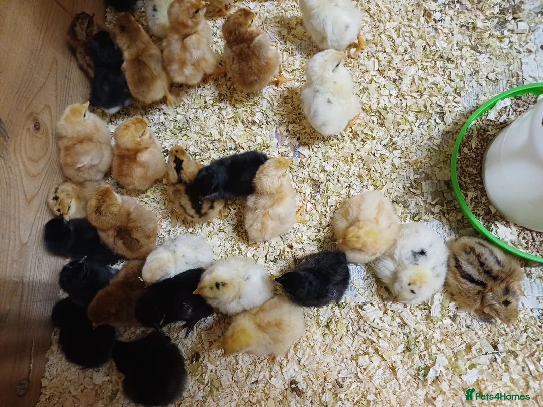 Chickens poultry for sale: Chicks for Sale Unsexed mixed breed in Crewe - Advert 2