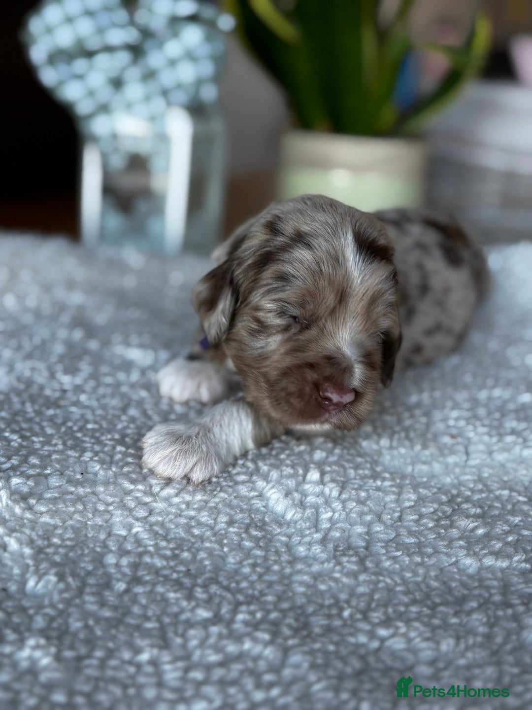 Sproodle dogs for sale: 💥 Rare Gorgeous Chocolate Merle Sproodles 🐶 - Advert 3