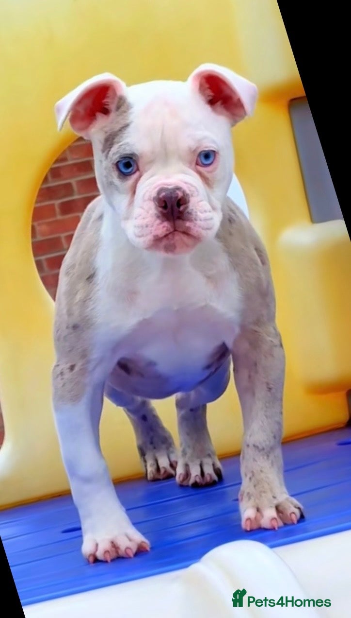 Old Tyme Bulldog dogs 23 YEARS, EXPERIENCE, 5 STAR RATED, LICENSED - Advert 4