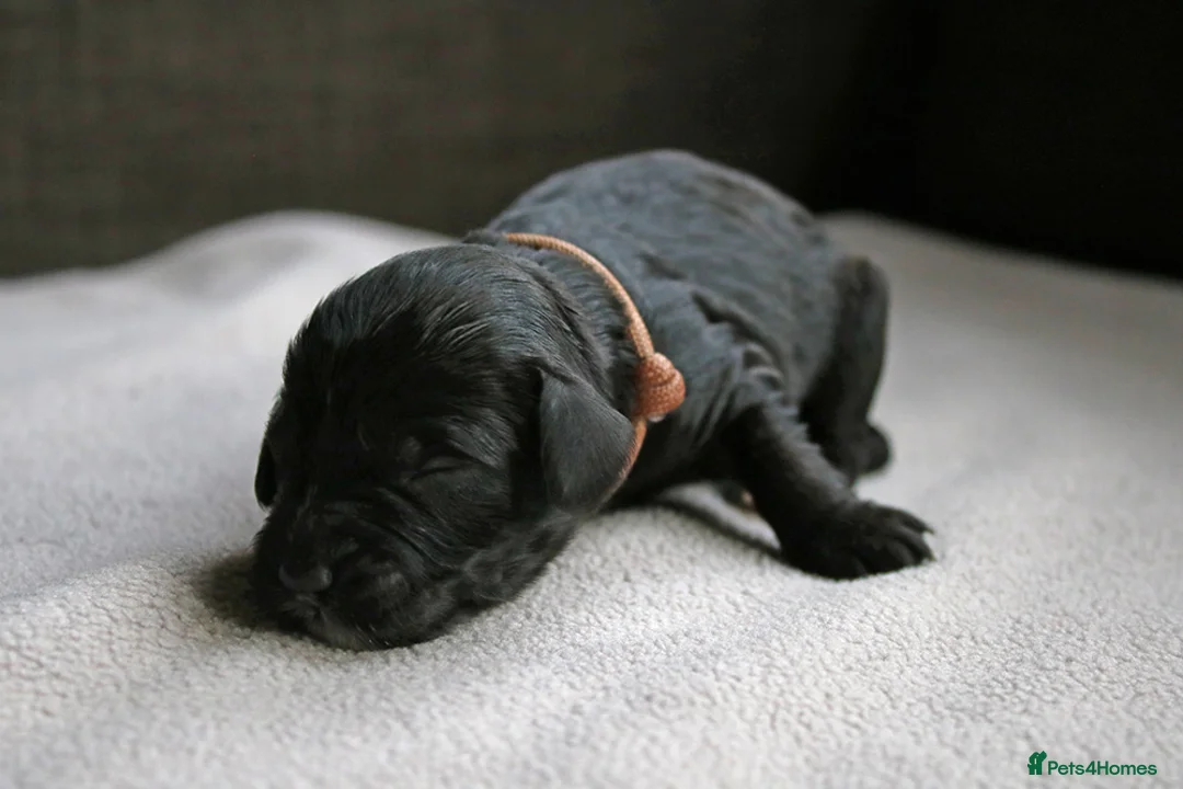 Cockapoo dogs for sale: Cockapoo Puppies for sale in Brighton - Advert 21