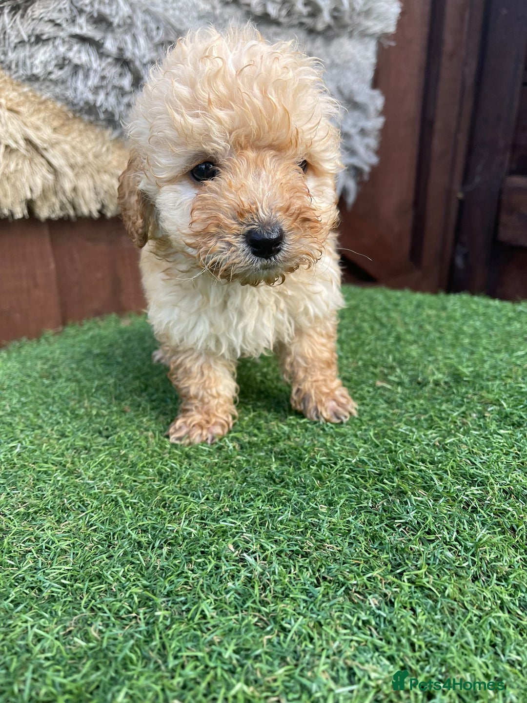 Goldendoodle dogs for sale: 4 beautiful golden doodle puppies ready to go!!!! - Image 2