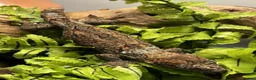 Gecko reptiles for sale: CB24 Mainland Chahoua geckos |  breeding pair  - Advert 4