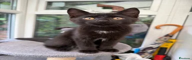 Domestic Shorthair Kitten 1