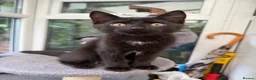 Domestic Shorthair cats for sale: 3 Adorable Kittens Looking for Lovely Homes - Advert 2
