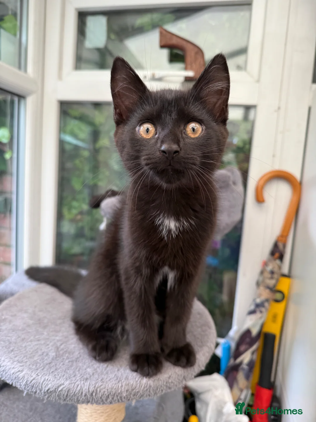 Domestic Shorthair cats for sale: 3 Adorable Kittens Looking for Lovely Homes - Advert 2