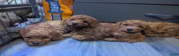 Toy Poodle dogs for sale: KC registered toy poodles for loving homes  - Advert 1