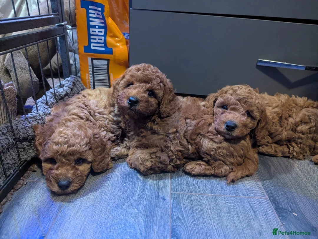 Toy Poodle dogs for sale: KC registered toy poodles for loving homes  - Advert 1