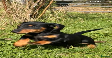 Dachshund dogs - Advert 9