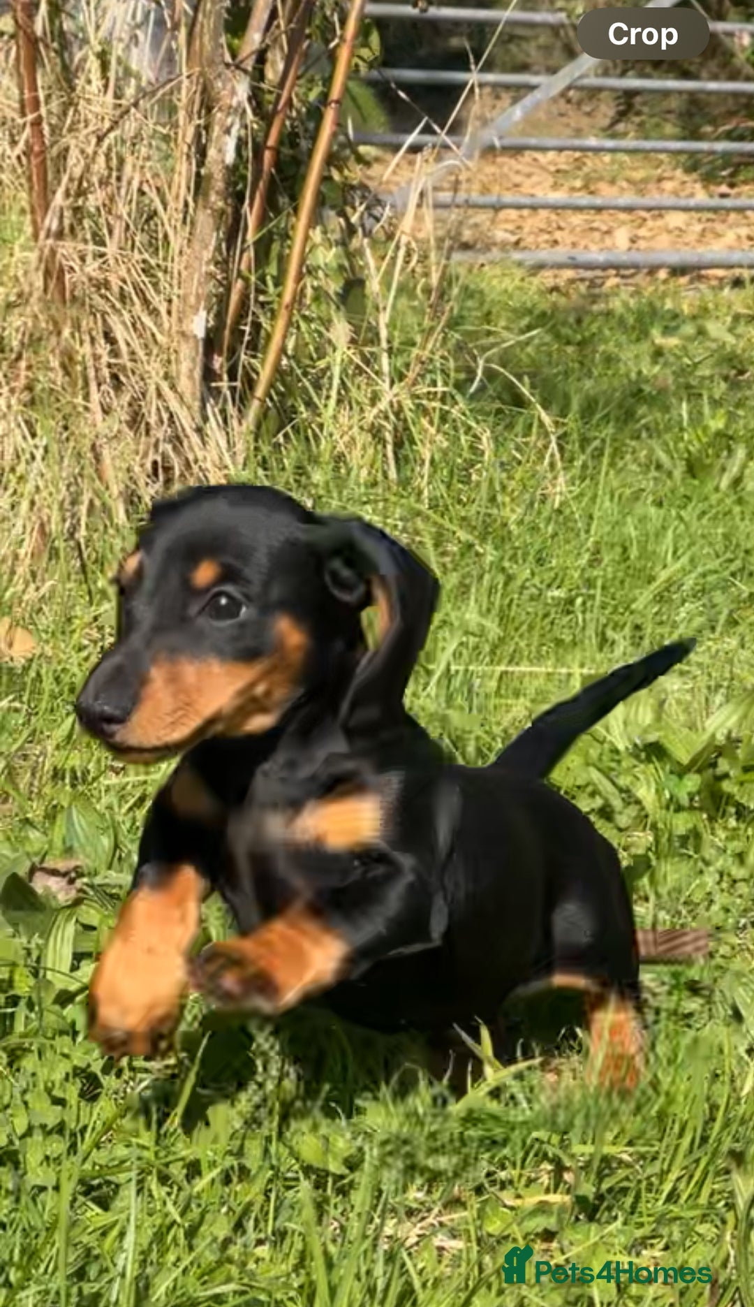 Dachshund dogs for sale: 🐾❤️ Precious Miniature Dapple Dachshunds ❤️🐾 - Image 2