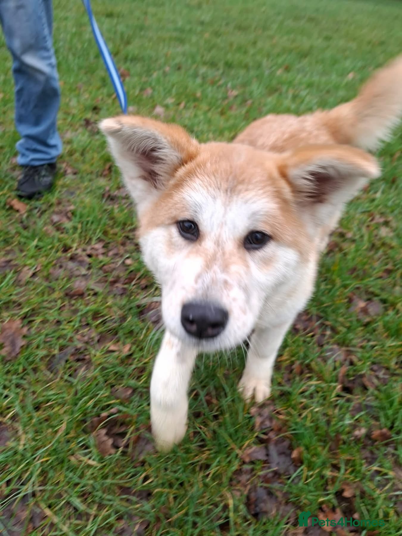 Mixed Breed dogs Davina - north Walsham Norfolk  - Advert 1