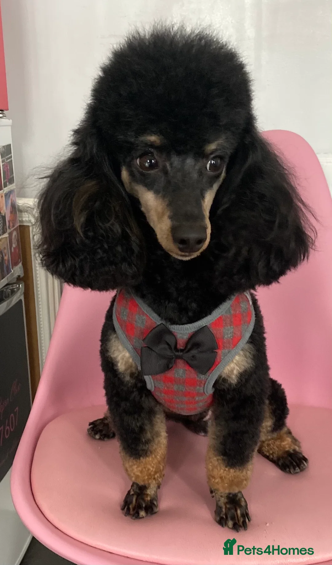 Toy Poodle dogs for stud: KC Phantom Stud Extensively DNA Tested in Chislehurst - Advert 7