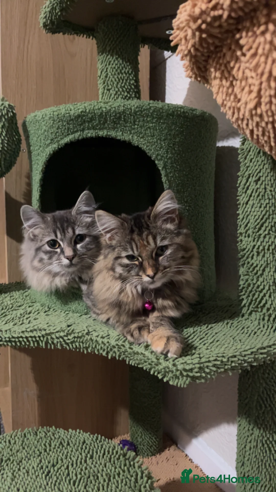 Ragdoll cats for sale: Brother and Sister Ragdoll X in Brigg - Advert 5