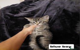 Mixed Breed cats for sale: Beautiful siver tabby kittens  - Image 18