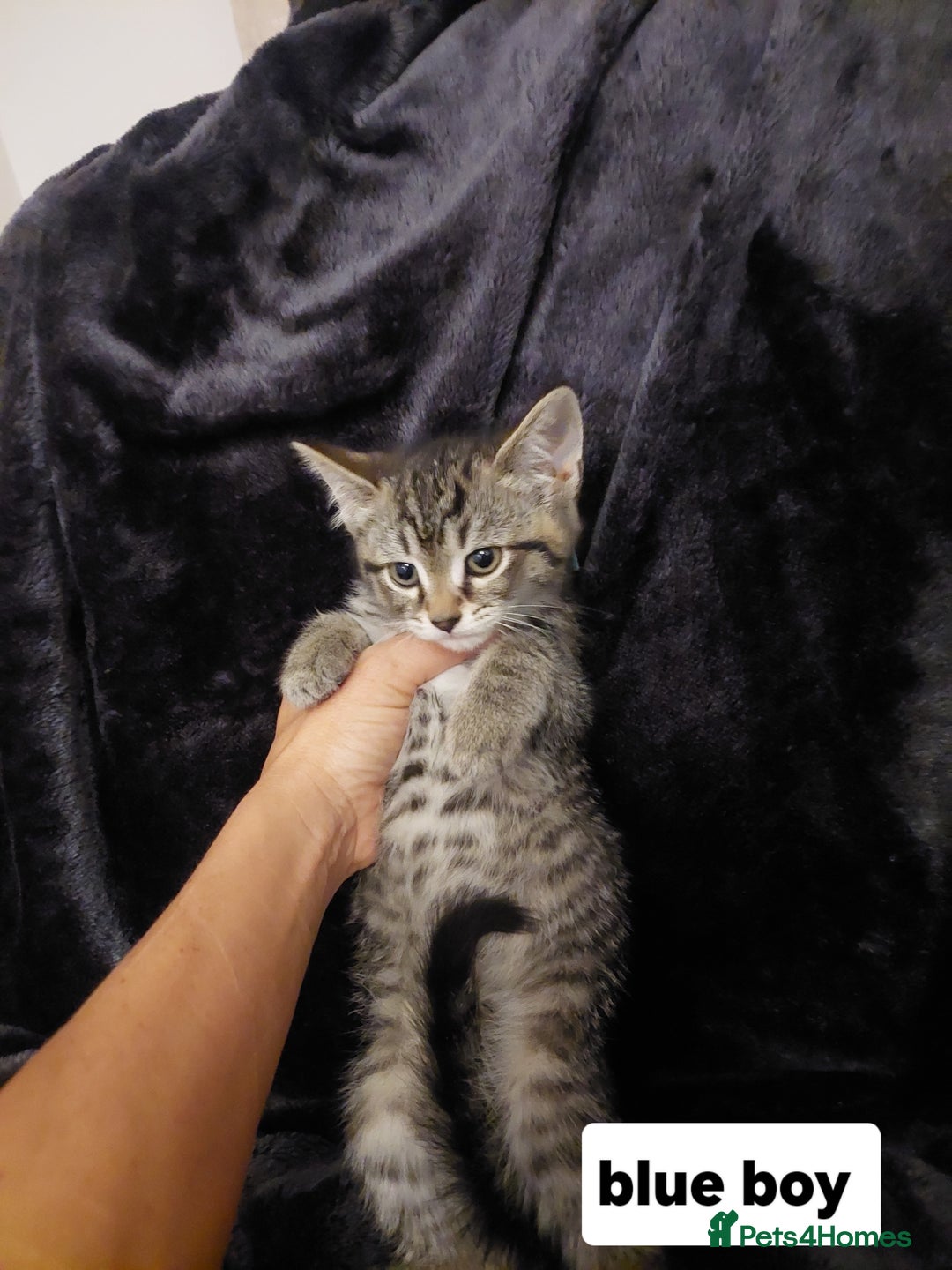 Mixed Breed cats for sale: Beautiful siver tabby kittens  - Image 18