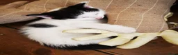British Shorthair cats for sale: Black and white Brisish shorthair kittens - Advert 4