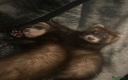 Rat rodents for sale: ferret  - Image 3