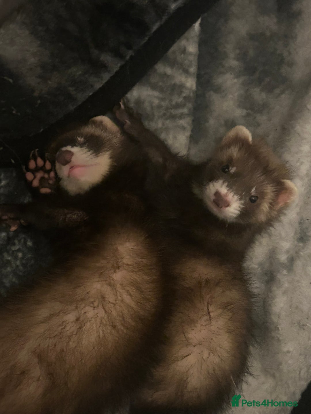Rat rodents for sale: ferret  - Image 3