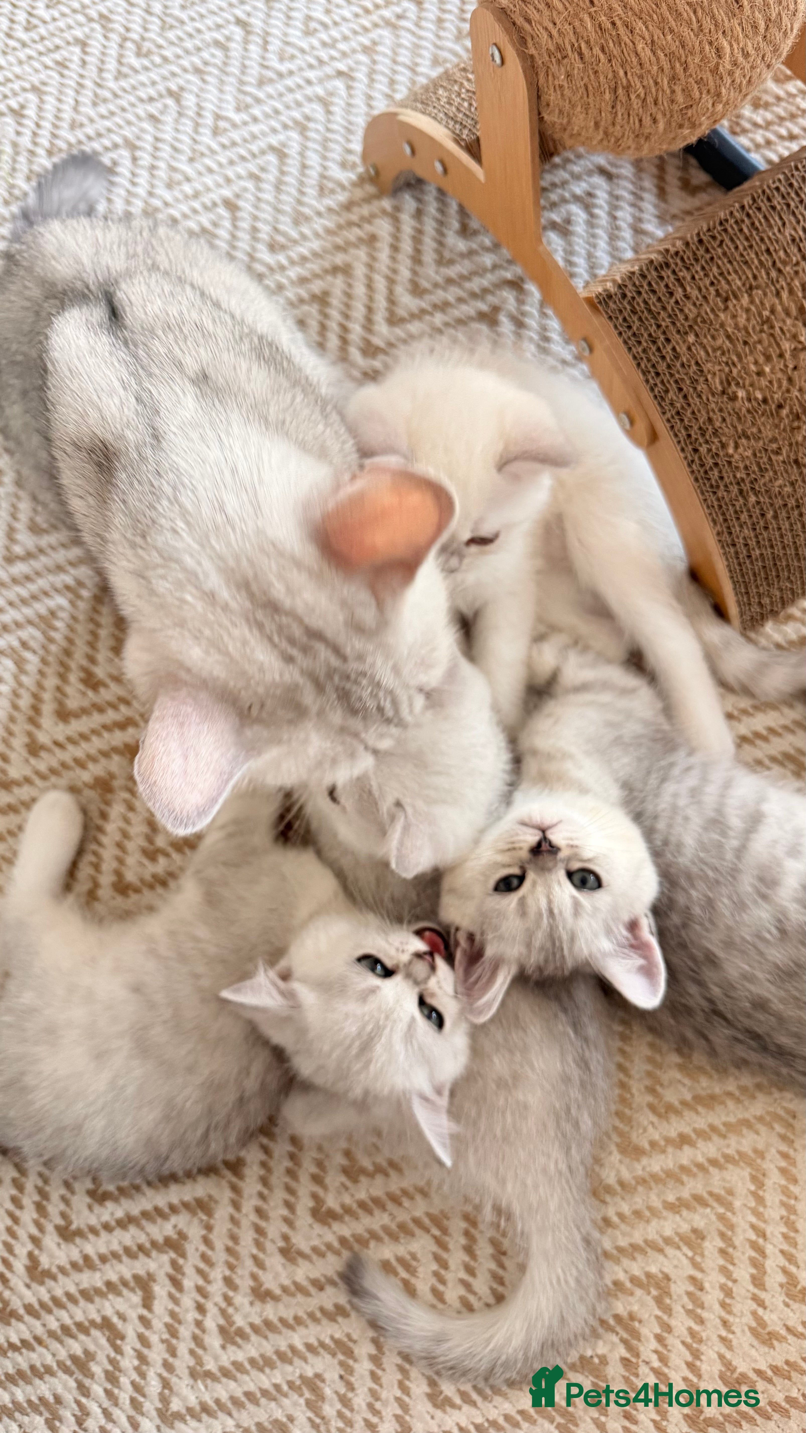 British Shorthair cats ☀️💕Beautiful baby British Shorthair ☀️💕 - Advert 1