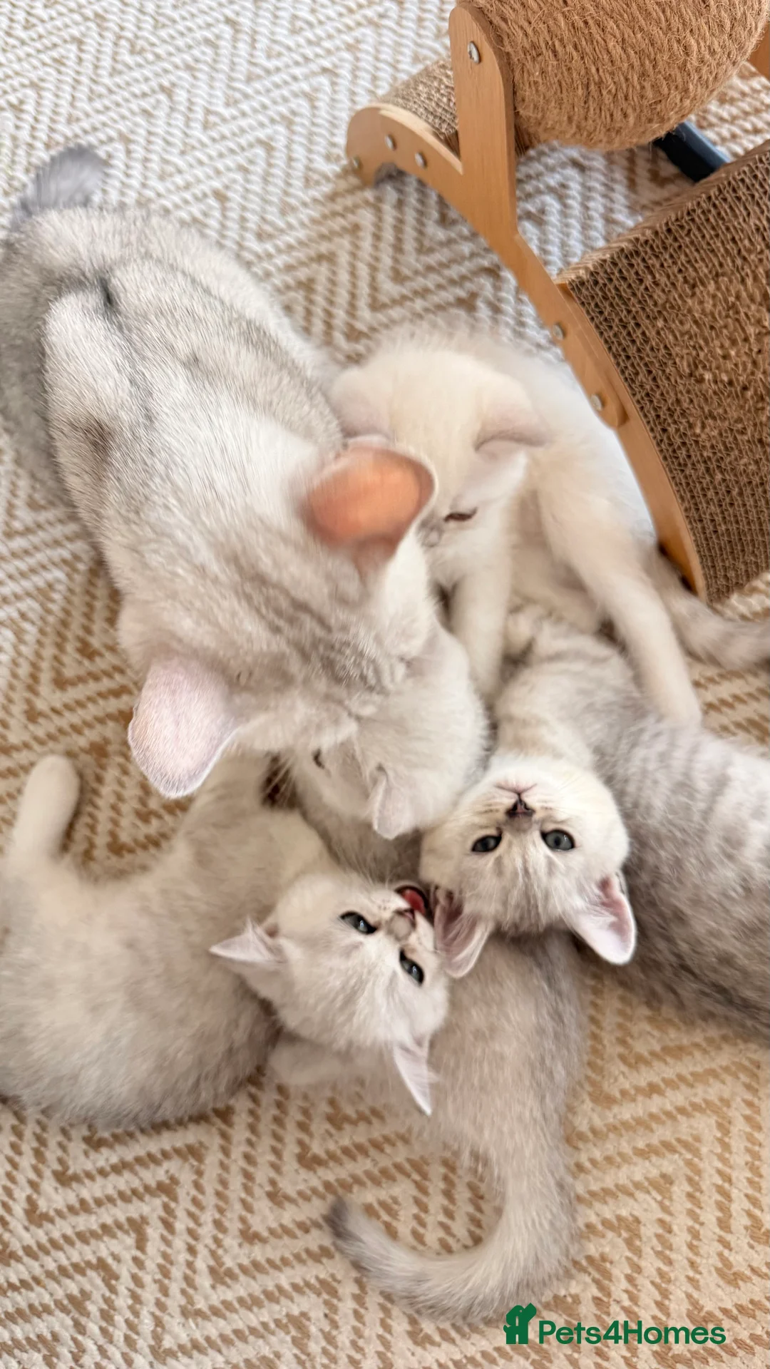 British Shorthair cats for sale: ☀️💕Beautiful baby British Shorthair ☀️💕 - Advert 1