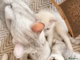 British Shorthair cats ☀️💕Beautiful baby British Shorthair ☀️💕 - Advert 1