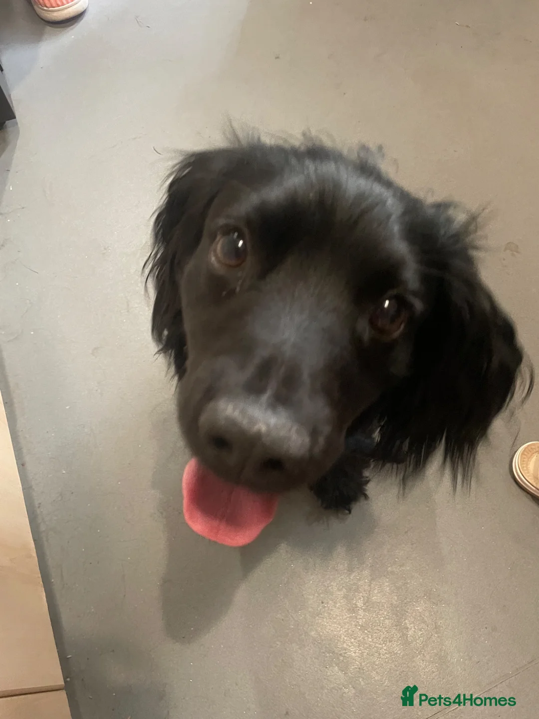 Cocker Spaniel dogs for stud: This is charlie in Tipton - Advert 2